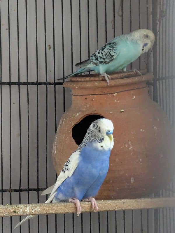 UnderSize and Normal budgies Breeding Pairs 13