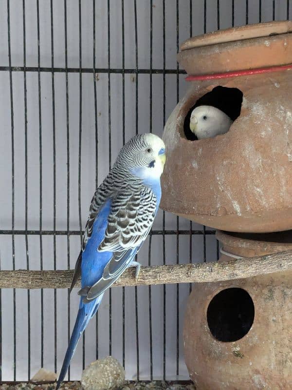 UnderSize and Normal budgies Breeding Pairs 14