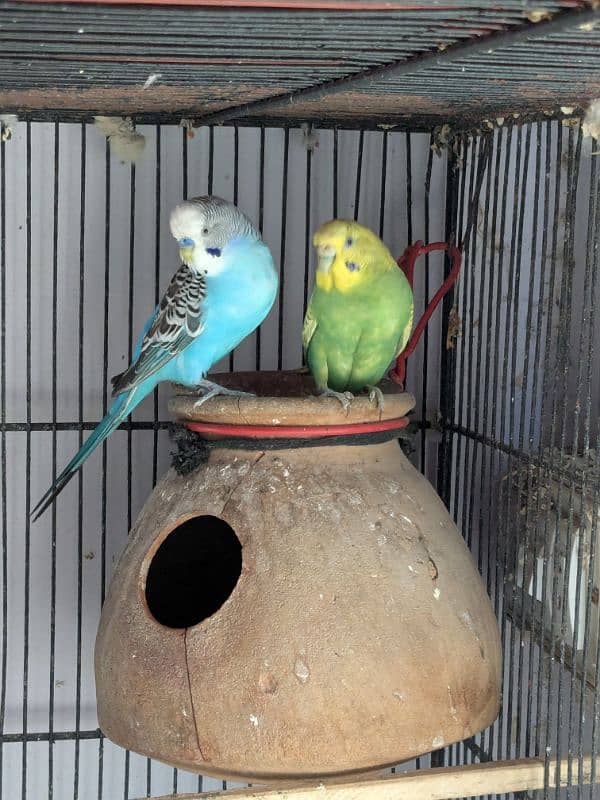 UnderSize and Normal budgies Breeding Pairs 15