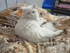 Persian cat male for sale age 1.5 year