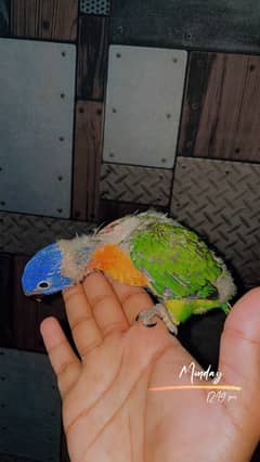 Red collared Lory chicks