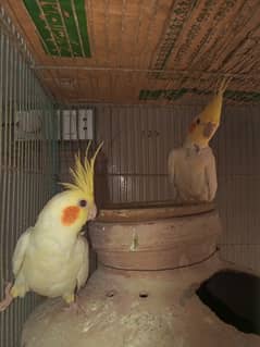 Cockatiel cream breader pair| age 1 half year | condition fresh pice