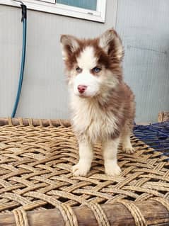 huskys puppy for sale