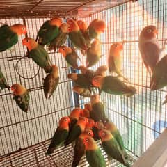 Love Birds Home Breed Healthy and active