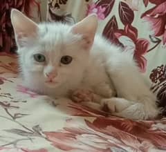 Persian Kitten Double Coated Cat Sale In Okara City