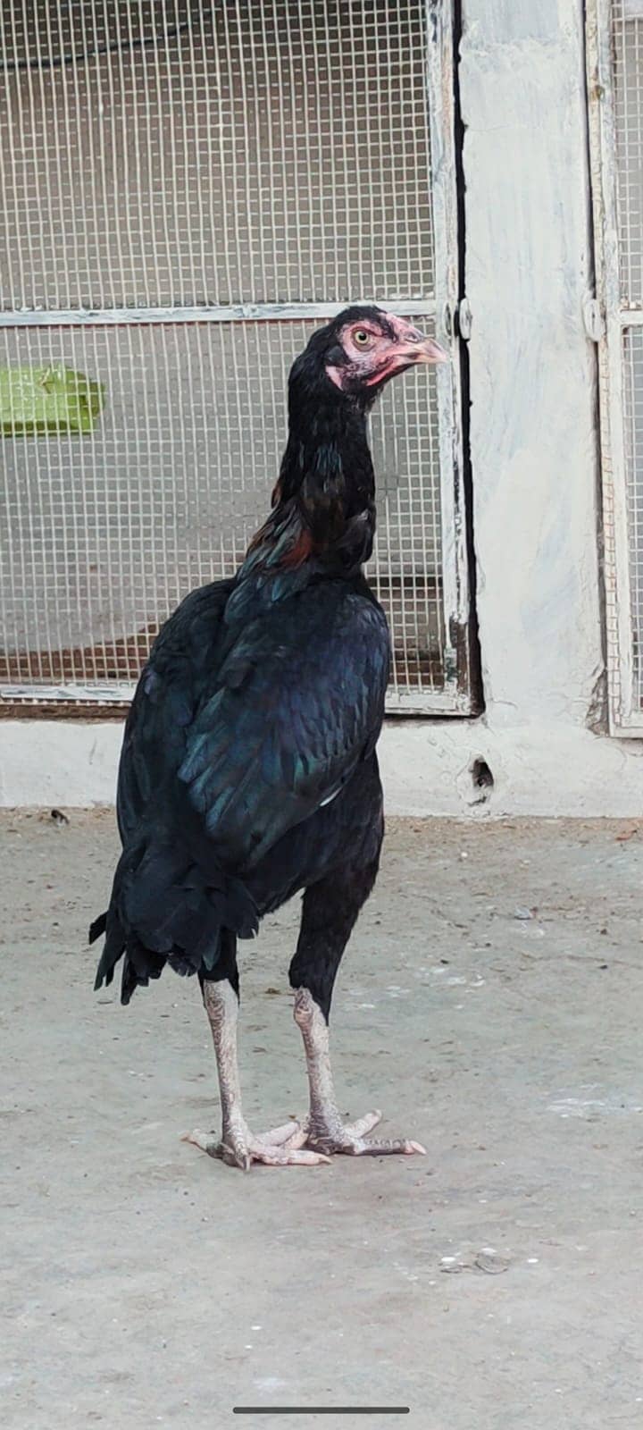 Murga long tail II black lasani aseel II aseel pair for sale II 5