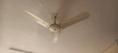 Ceililing fans