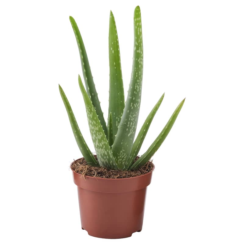 Pure Alovera Plant (Fresh) 1