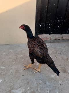 GERMAN SHAMOO HEN. EGG LAYING.