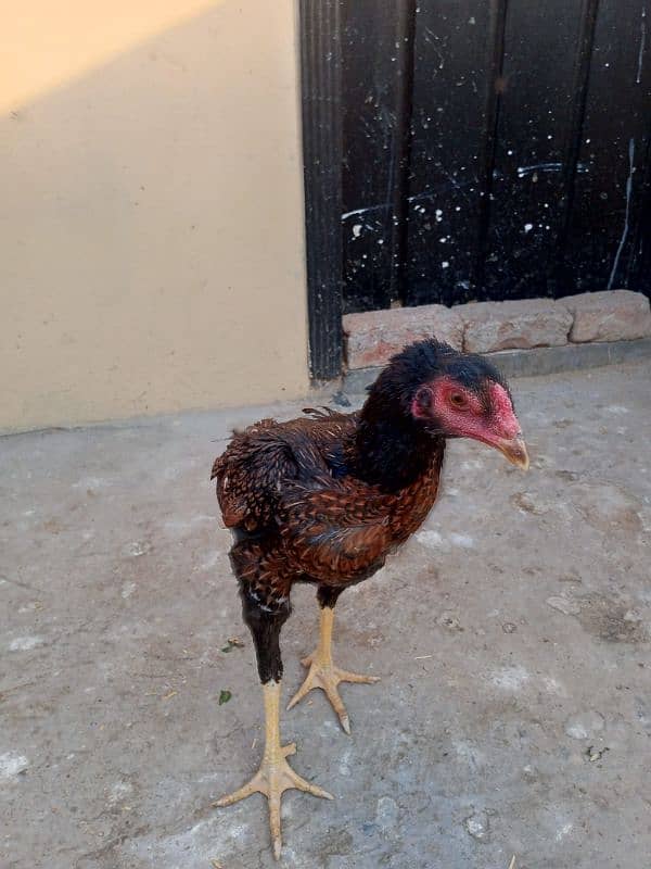 GERMAN SHAMOO HEN. EGG LAYING. 1