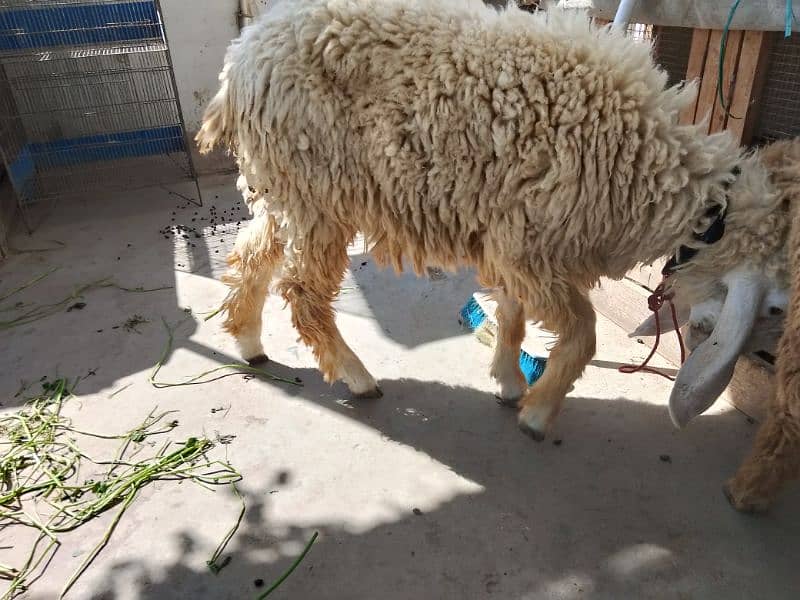 male brown and white dumbay for sell 3