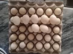 pure heera white aseel eggs