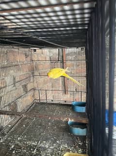 Yellow breeder ringneck female