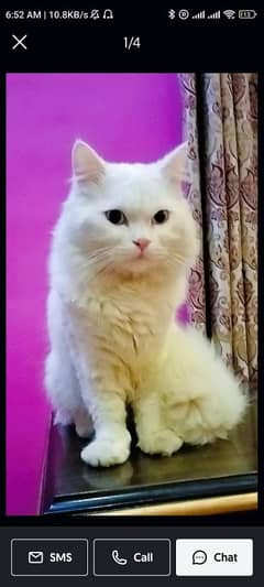 Premium Turkish Angora Cat Stud Services with High-Quality Mating Stud