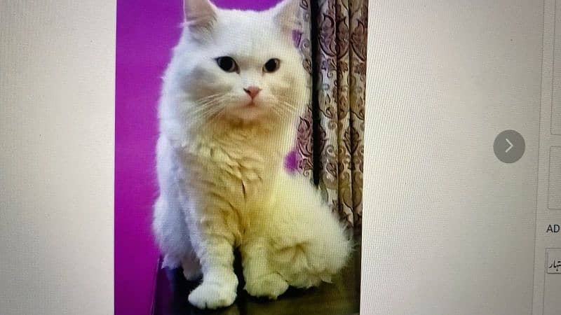 Premium Turkish Angora Cat Stud Services with High-Quality Mating Stud 3