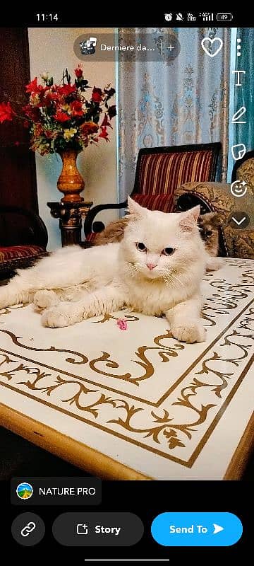 Premium Turkish Angora Cat Stud Services with High-Quality Mating Stud 5