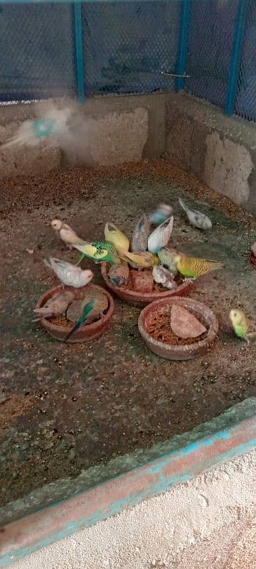 Budgies Colony 1