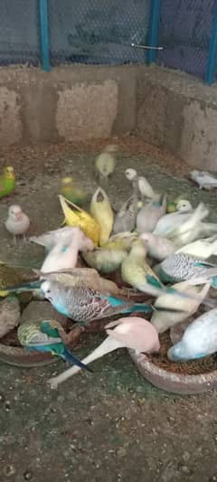 Budgies Colony