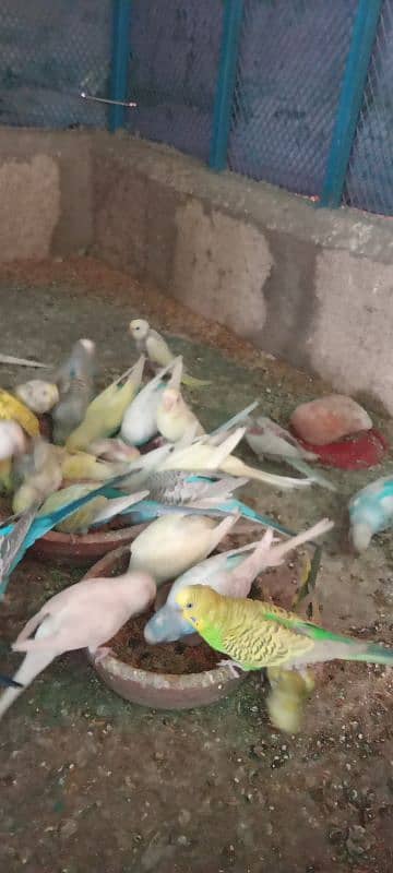 Budgies Colony 3