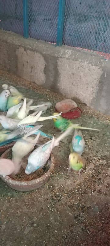 Budgies Colony 4