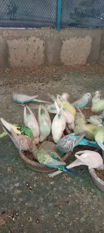 Budgies Colony 5