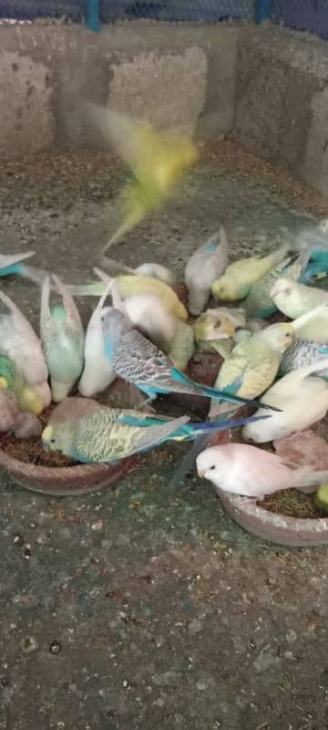 Budgies Colony 6