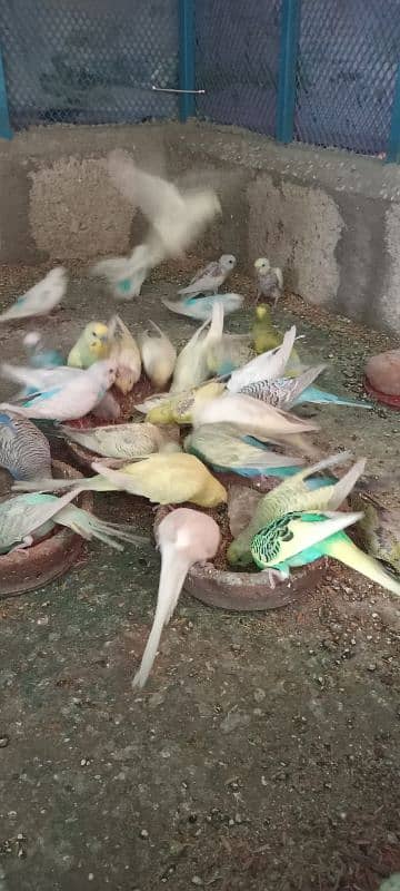 Budgies Colony 13