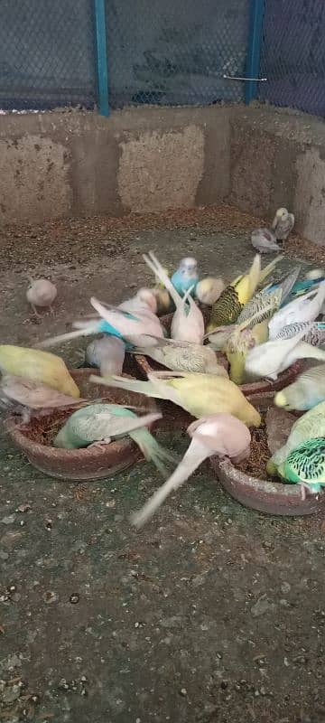 Budgies Colony 14