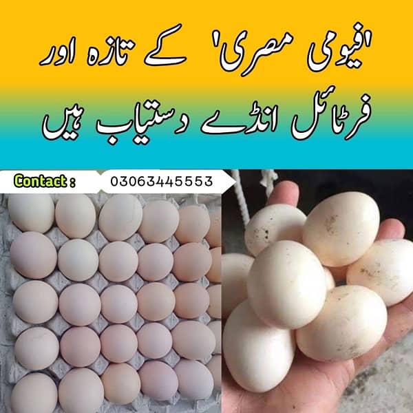 Fertile Desi Eggs (fayumi Misri ) 0