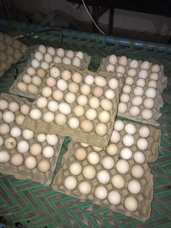 Fertile Desi Eggs (fayumi Misri ) 1