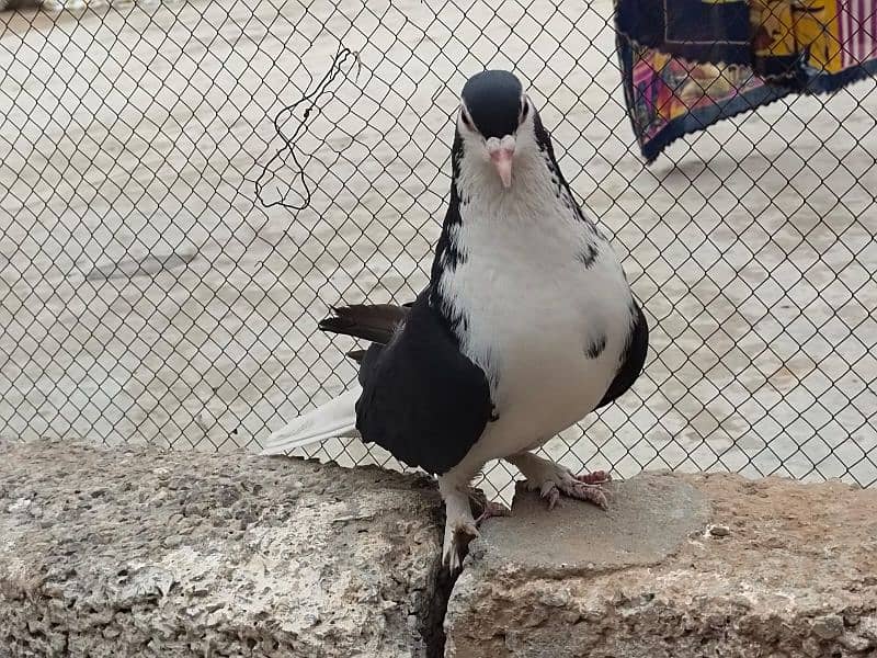 Sherazi and fancy pigeon 1