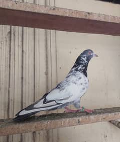 Old blood line sialkoti pigeon