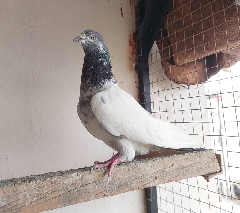 Old blood line sialkoti pigeon 1