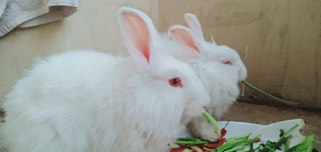 English Angora Rabbit 0