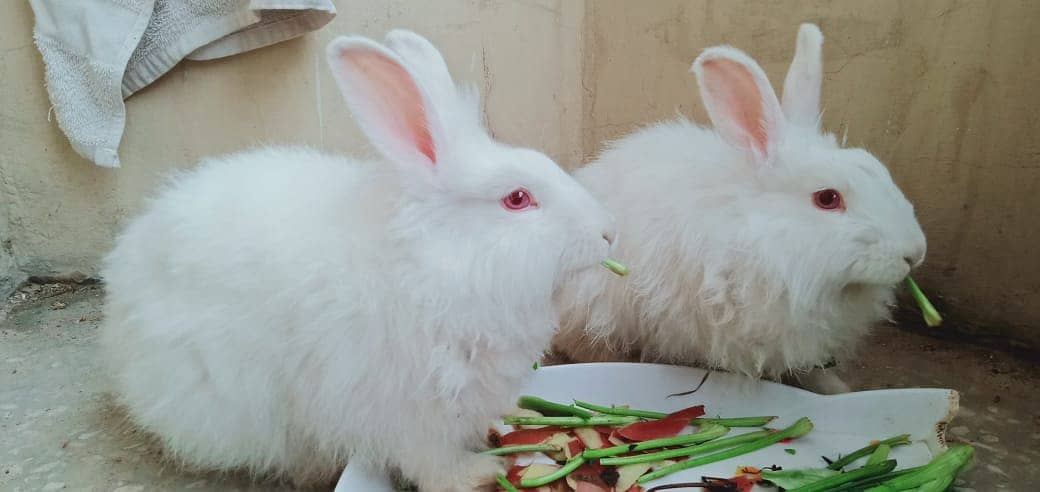 English Angora Rabbit 1