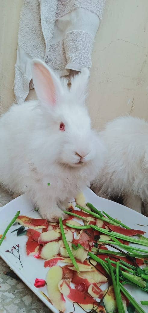 English Angora Rabbit 2