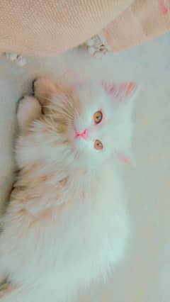 Persian cat 2 month male 3triple coat