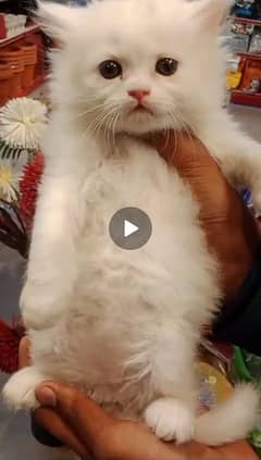 Persian kittens /long coat kittens/baby cat/kitten