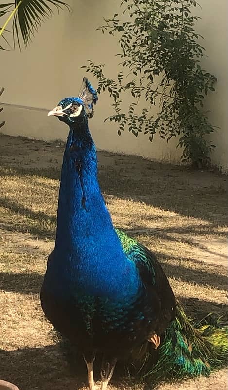 Adult pair of peacock 0