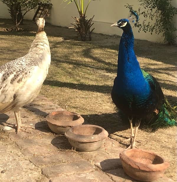 Adult pair of peacock 1