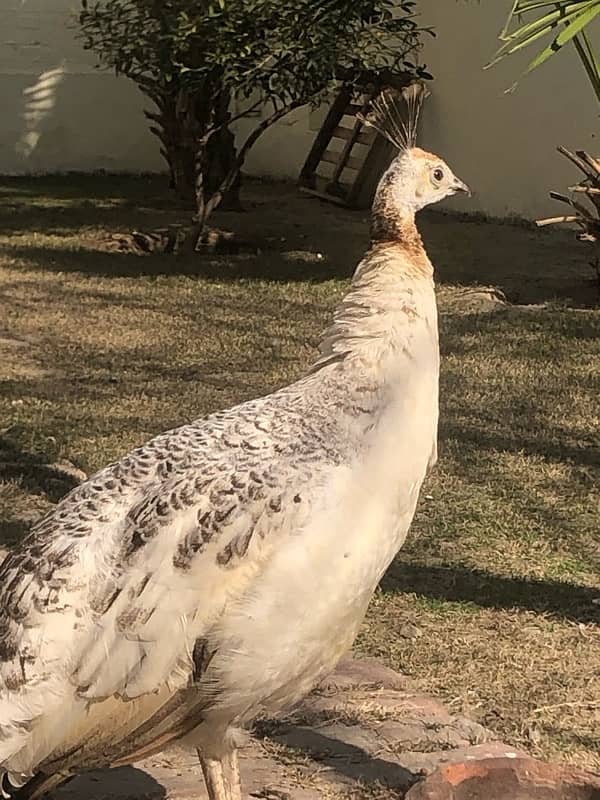 Adult pair of peacock 2