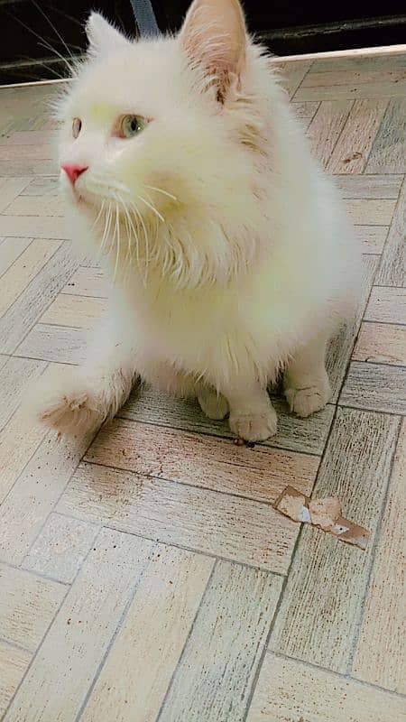 Persian Cat | Persian Punch face Kitten | cat for sale 2