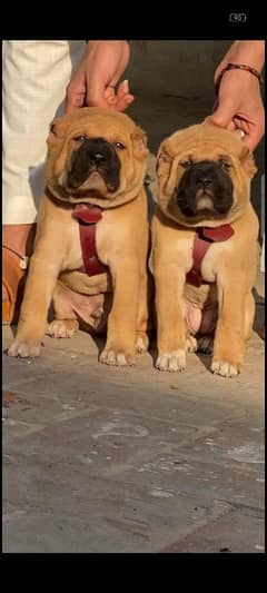 king Kurdish Kangal pair for sale