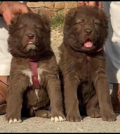 king Alabai Puppies/ Alabai pair For Sale