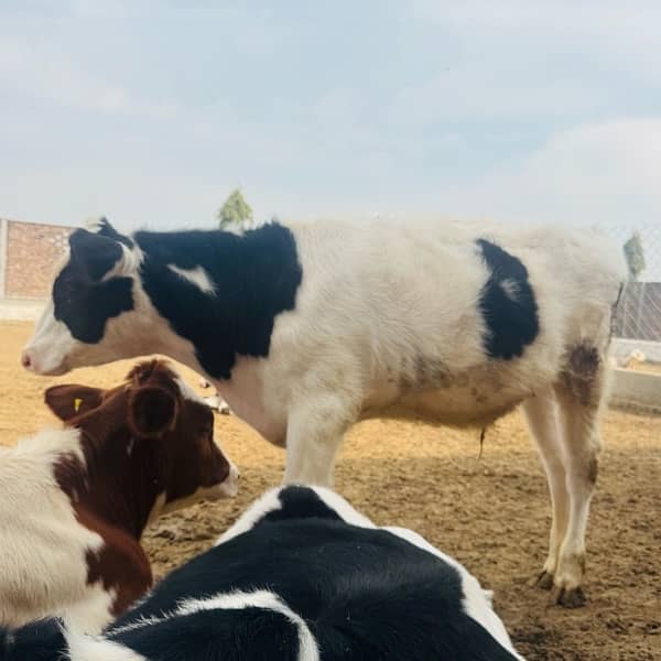 Pure Dutch breed HF pedigreed male calves 3