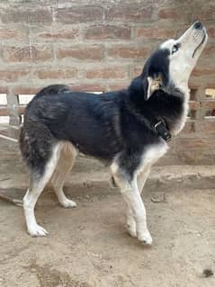 Husky Siberian