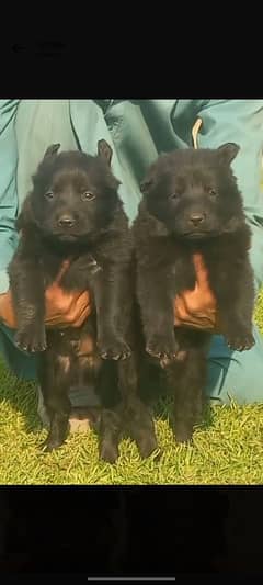 Black German Shepherd Long coat pair for sale