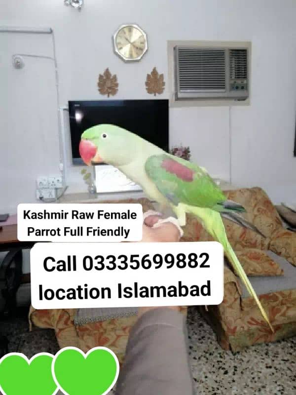 Proper Hand Tamed Full Friendly Kashmiri Raw Female Parrot Jumbo Size 0