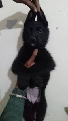 black German shepherd Female