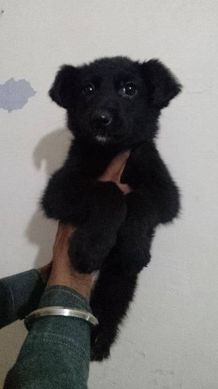 black German shepherd Female 1